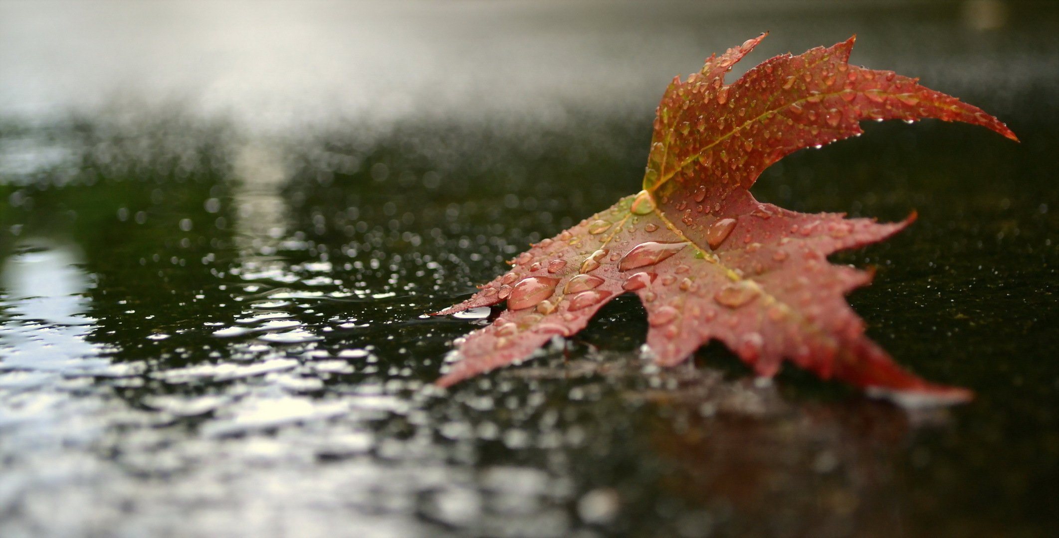 feuille gouttes automne nature gros plan