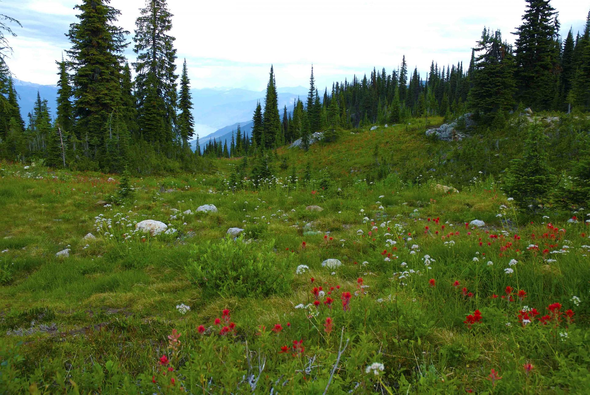 columbia británica canadá montañas bosque árboles prado flores piedras