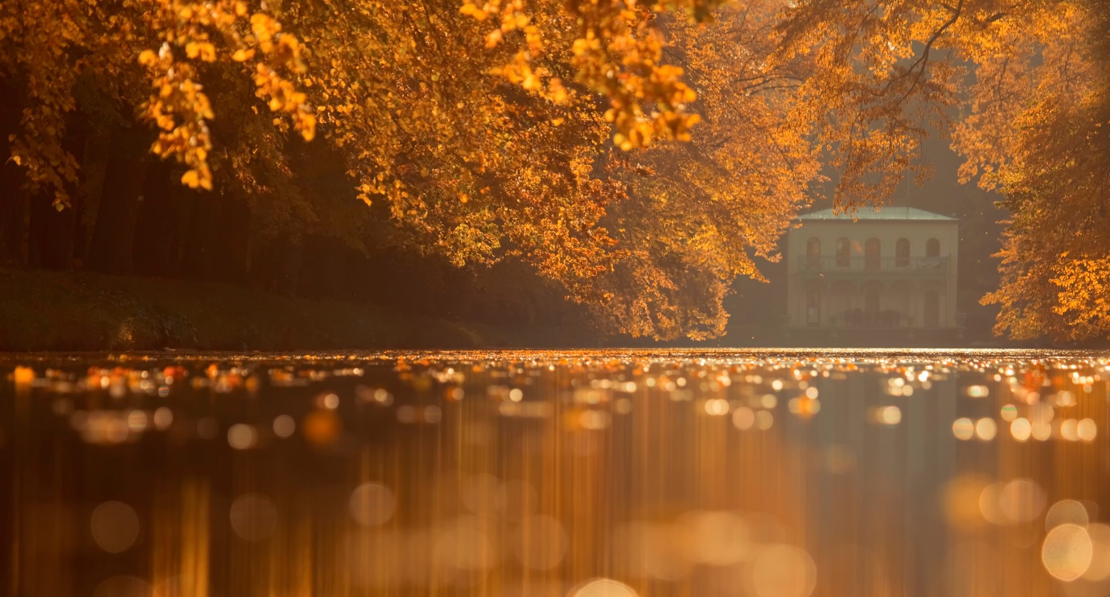 autunno foglie parco superficie dell acqua