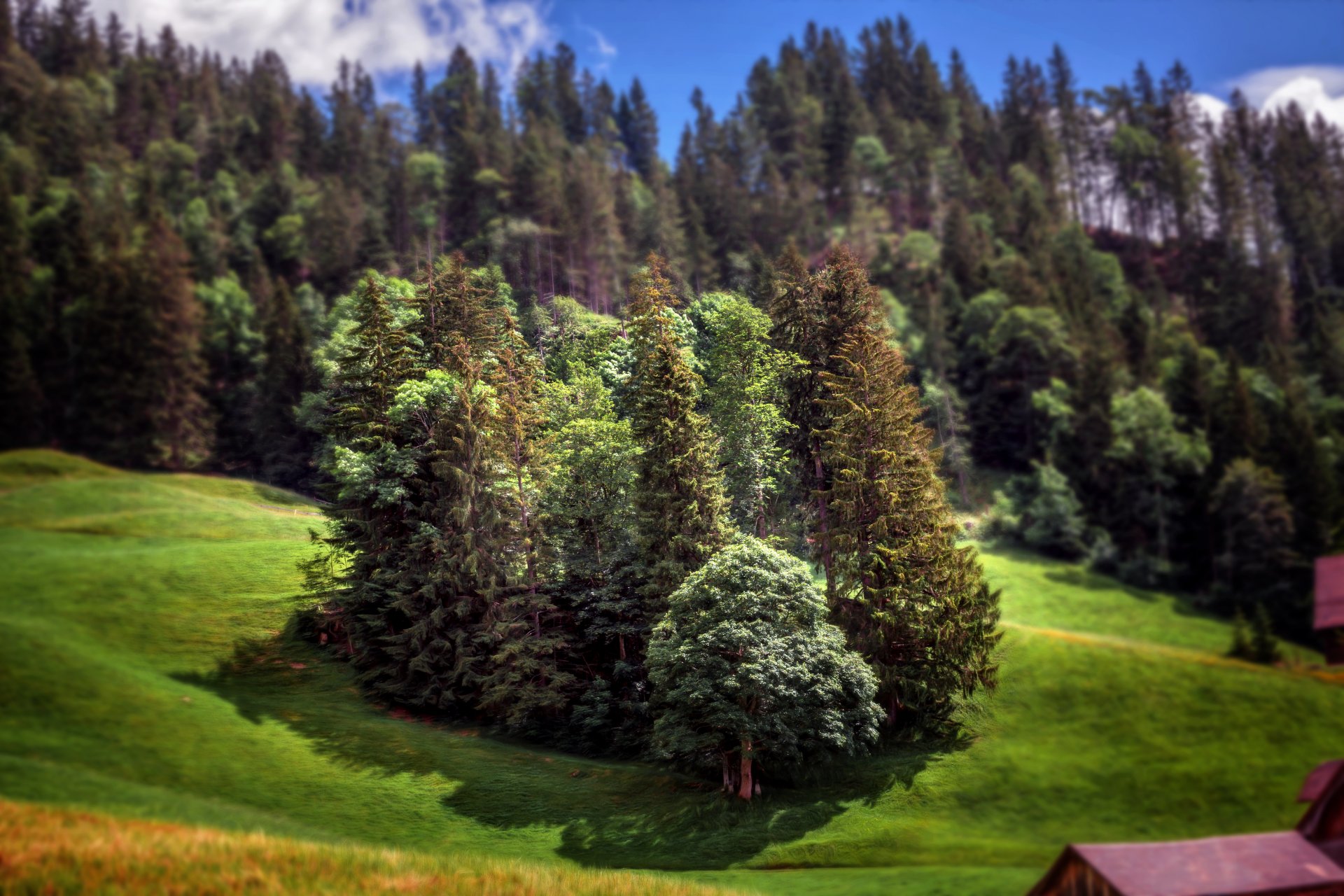 bosque en miniatura bosque árboles efecto procesamiento