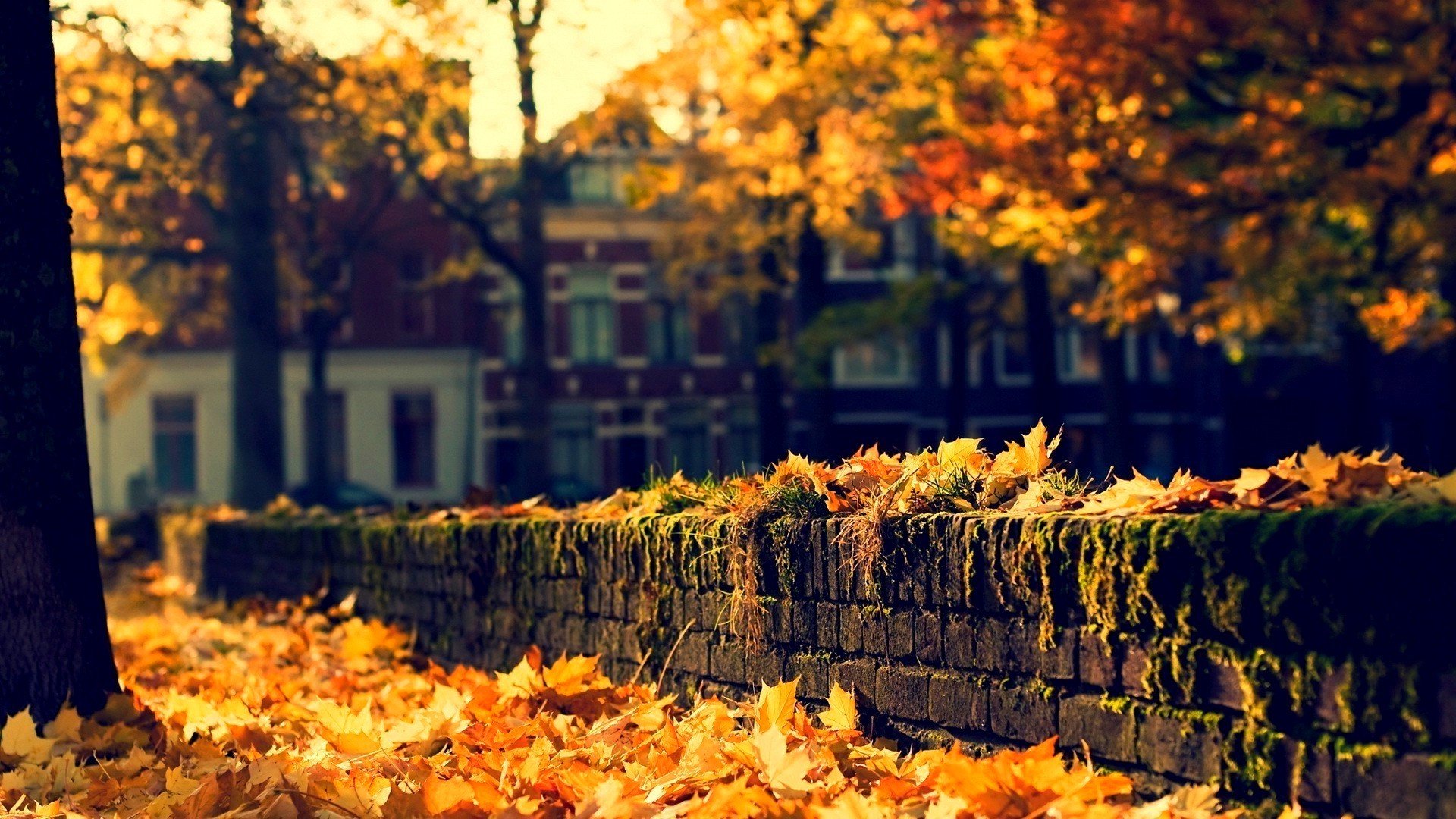 nature architecture house autumn leaves trees street city