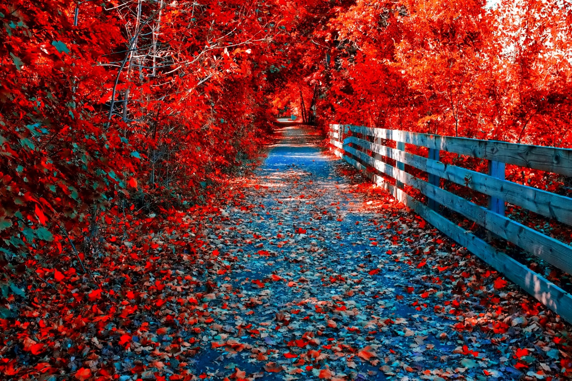 forest park bridge tree leaves autumn purple path