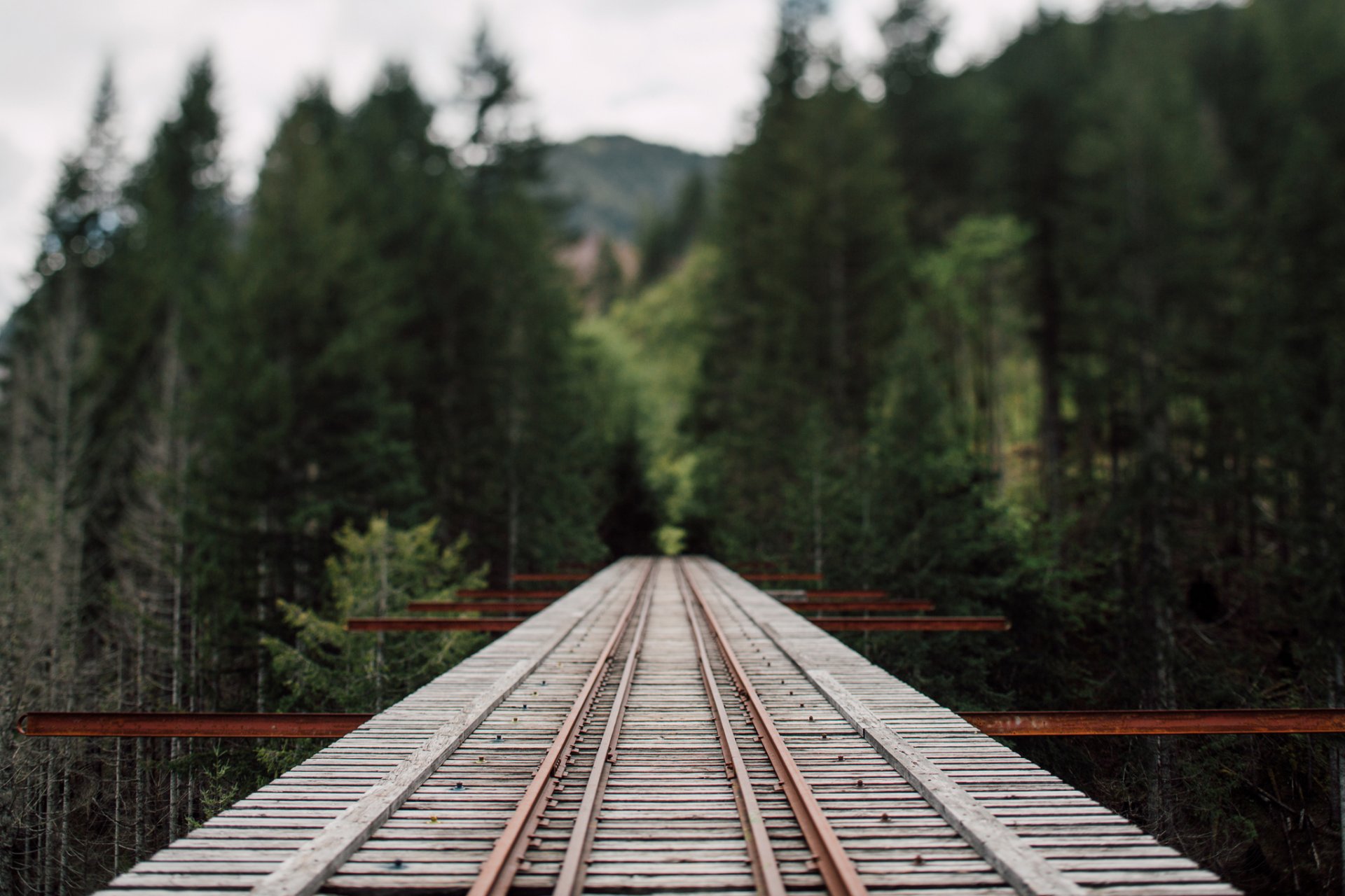 forest train bridge