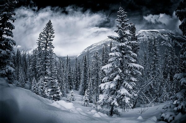 Photo en noir et blanc d une forêt enneigée canadienne