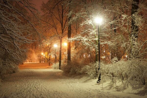 Winterallee mit Schnee bedeckt