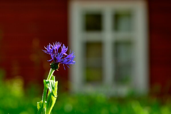 One Cornflower close-up