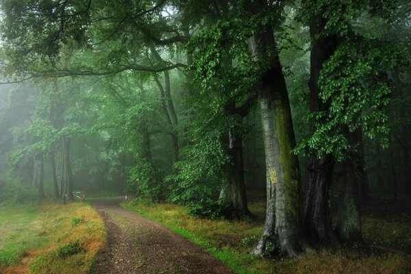 Niesamowita droga w cudownym lesie