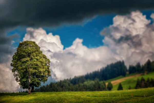 Himmel Wolken Baum Feld