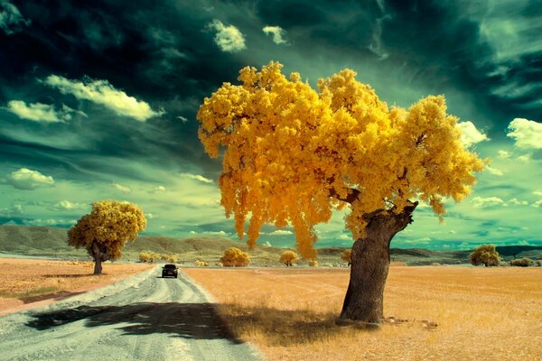 Árboles de color amarillo brillante al lado de la carretera en la que va el coche