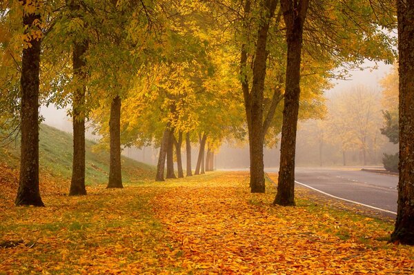 Buntes Herbstlaub fallen