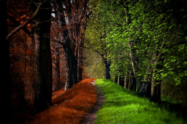 Paysage-rencontre de l été et de l automne dans la forêt