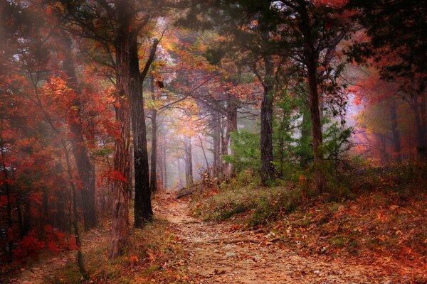 Der Waldweg geht in einen nebligen Wald