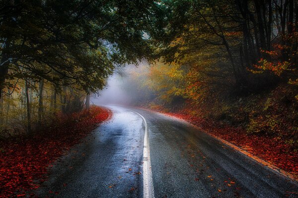 The road through the autumn forest tunnel