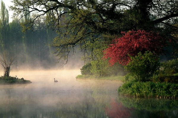 Cygnes nageant sur la rivière dans le brouillard