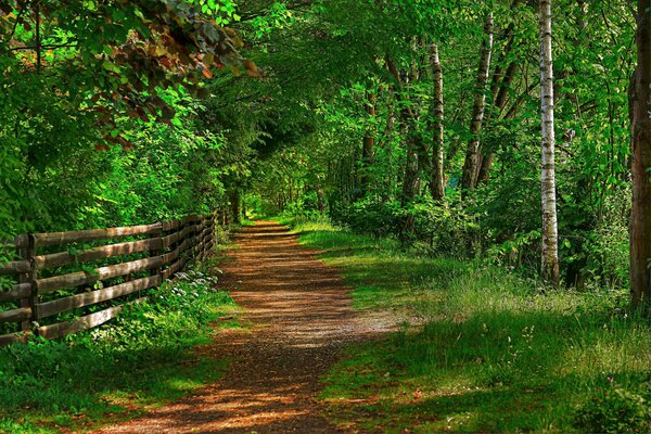 Fence at the alley leading into the distance in the old park