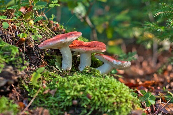 Makro von rohen Pilzen im Wald