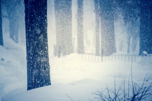 Bosque de invierno como en un cuento de hadas