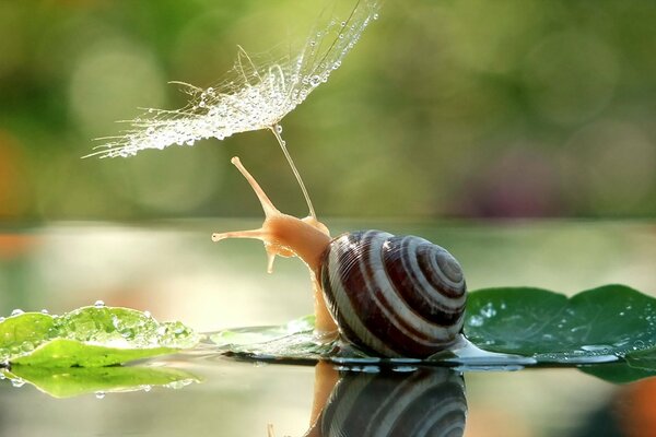 Eine Schnecke, die auf einem Blatt sitzt