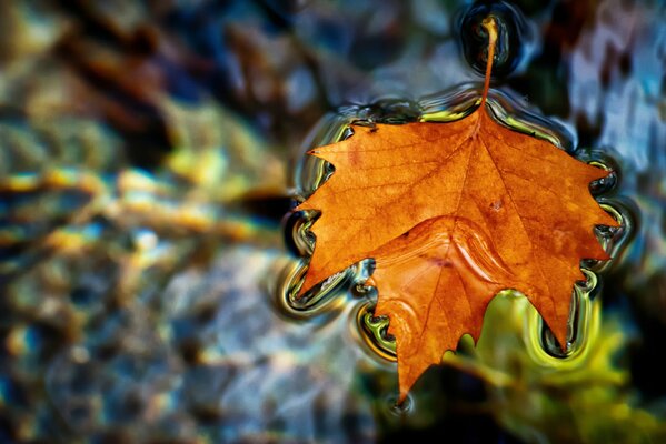 Golden maple leaf - the symbol of autumn lies on the water