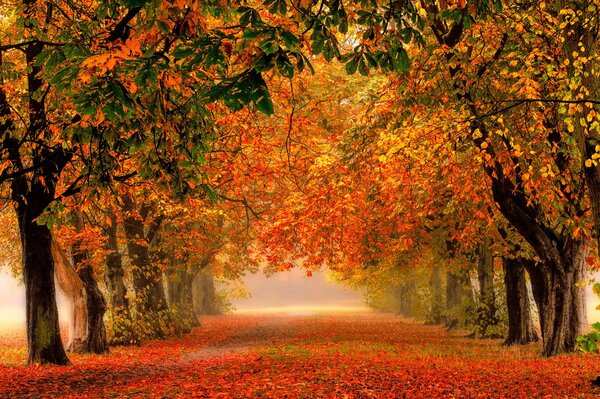 The road in the park among colorful trees