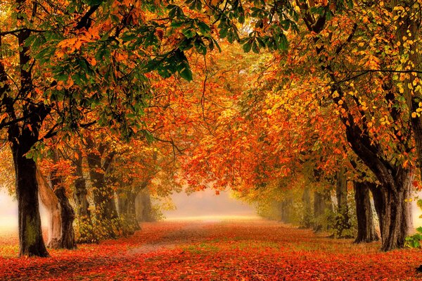 Route dans le parc parmi les arbres colorés