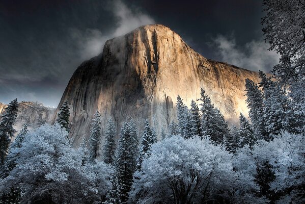 Trees in the snow on the background of a high cliff