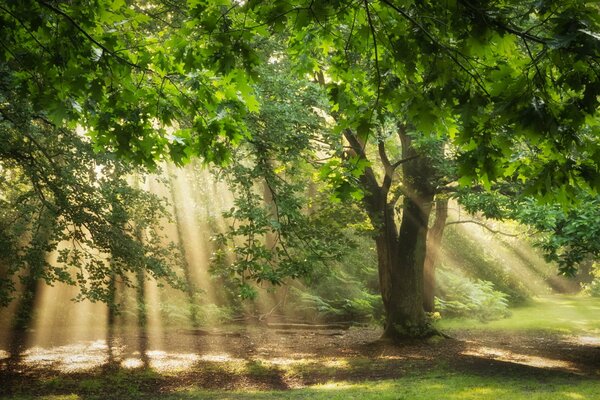 Drzewa w lesie w jasnych promieniach światła