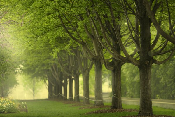 Arbres au Millennium Park de Chicago