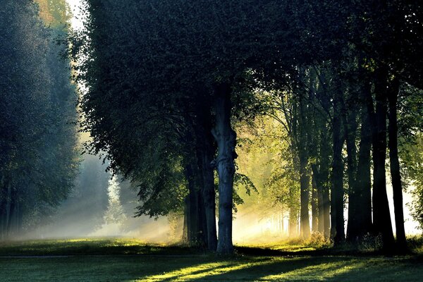 Bosque de otoño en la niebla