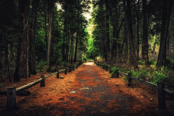 Sentiero nel Parco Nazionale della California