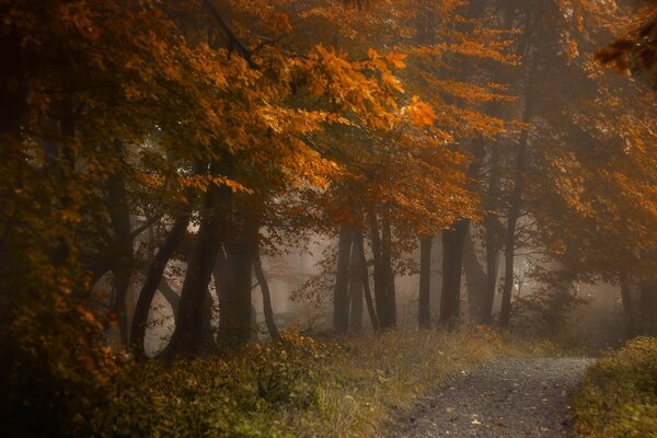 Herbststraße, die in den Wald führt