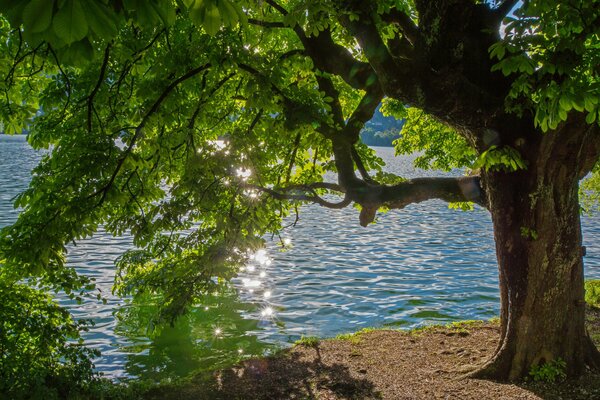 Blendung im Fluss, Sommerbäume