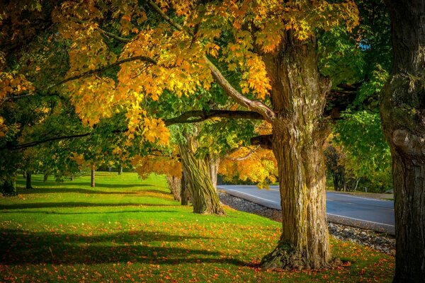 Autumn leaves fall on the road