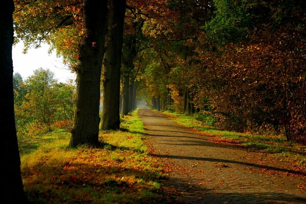 A trail in a bright autumn forest