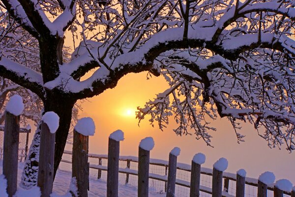 Arbre enneigé sur fond de soleil d hiver