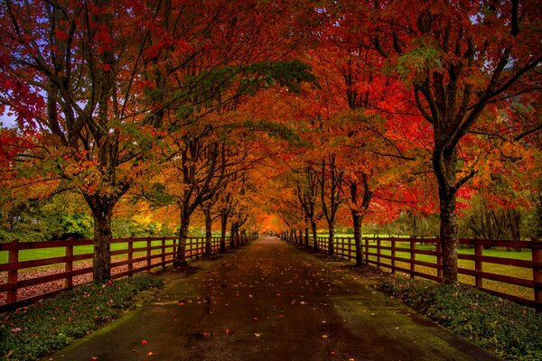 Hermoso callejón del parque de otoño