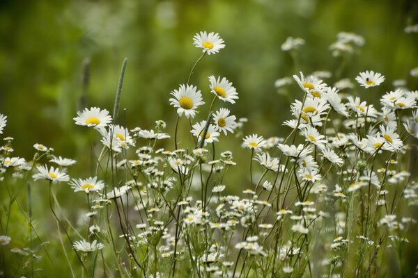 Summer daisies in a green field