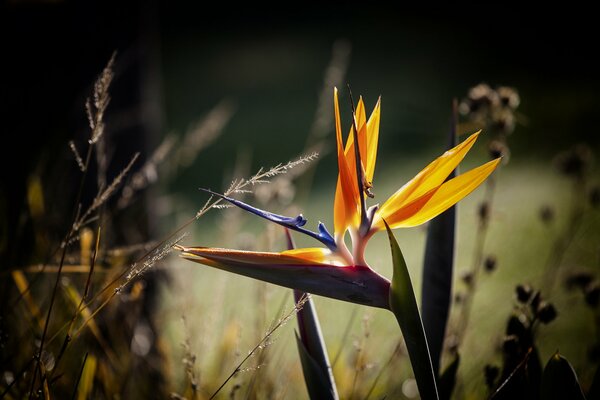 Macro photo of a flower and grass in a field