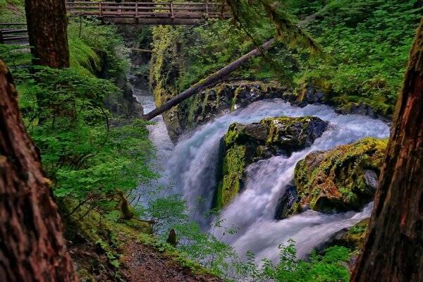 Image d une cascade dans le parc National de Washington sur fond de forêt verte