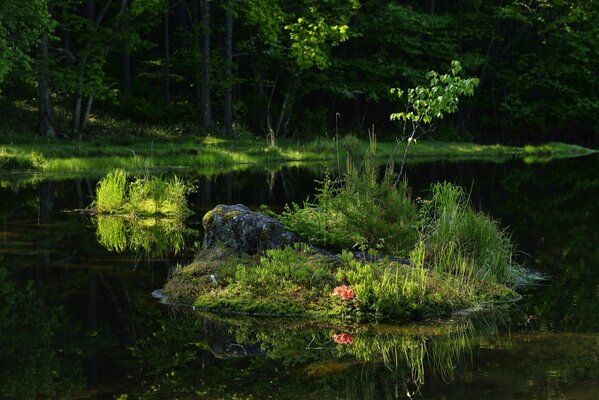 A small island near the shore reflected in the water