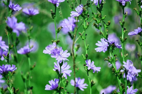 Flores de achicoria en un campo verde