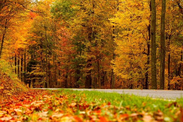 Foglie cadute sullo sfondo di un boschetto autunnale