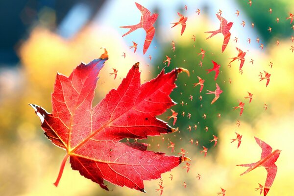 Colorful photo with autumn leaf