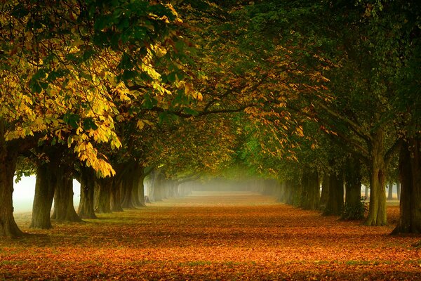 Bellissimo vicolo d oro autunnale