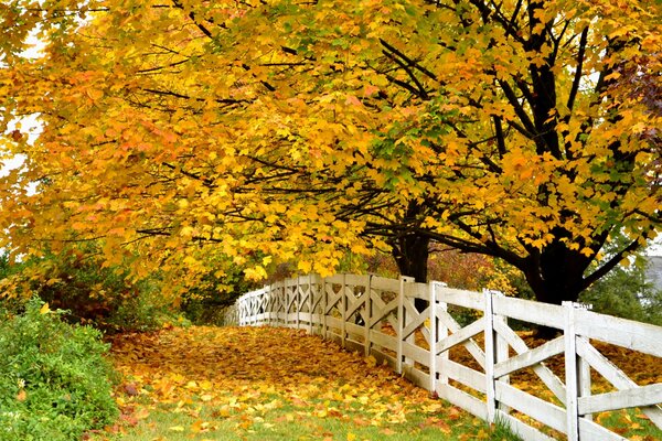 Fogliame degli alberi caduto lungo la recinzione bianca