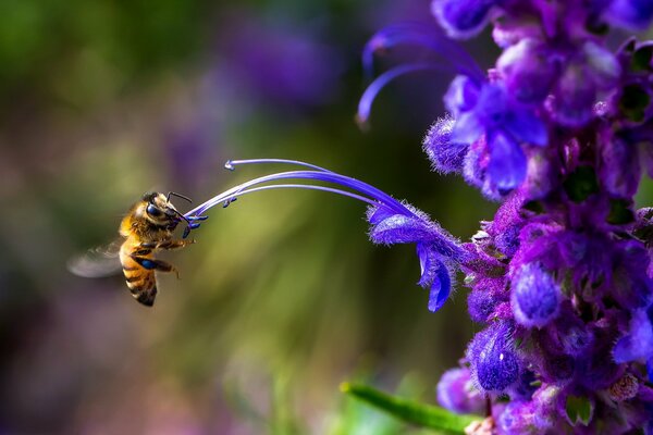 A bee pollinates a purple flower