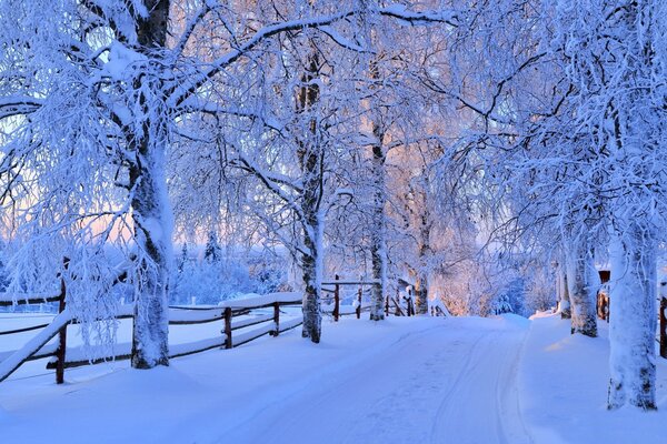 Naturaleza en invierno, árboles en la nieve