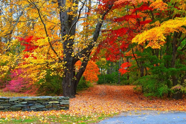 Caduta di foglie colorate, strada in autunno