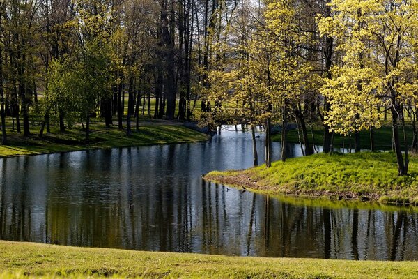 There are a lot of leaves and grass in the park on the lake