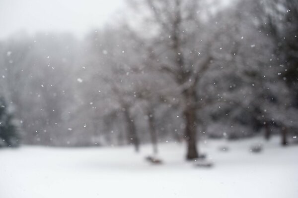 Snowfall. The first snow. Morning of December